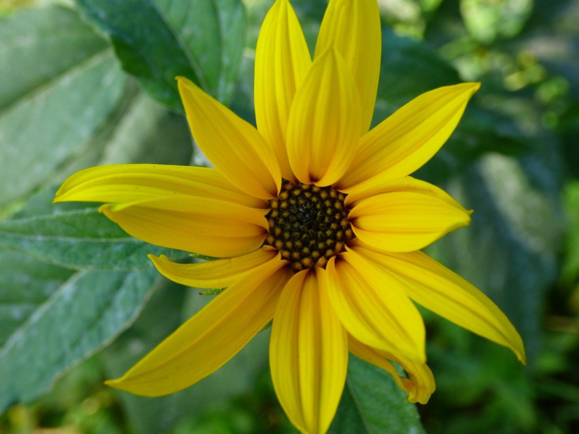 flower yellow plant free photo