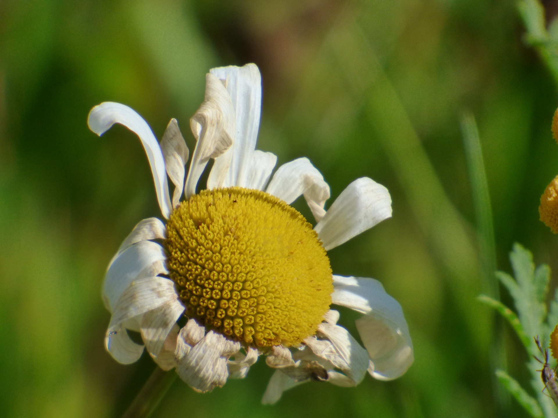 flowering flower received free photo