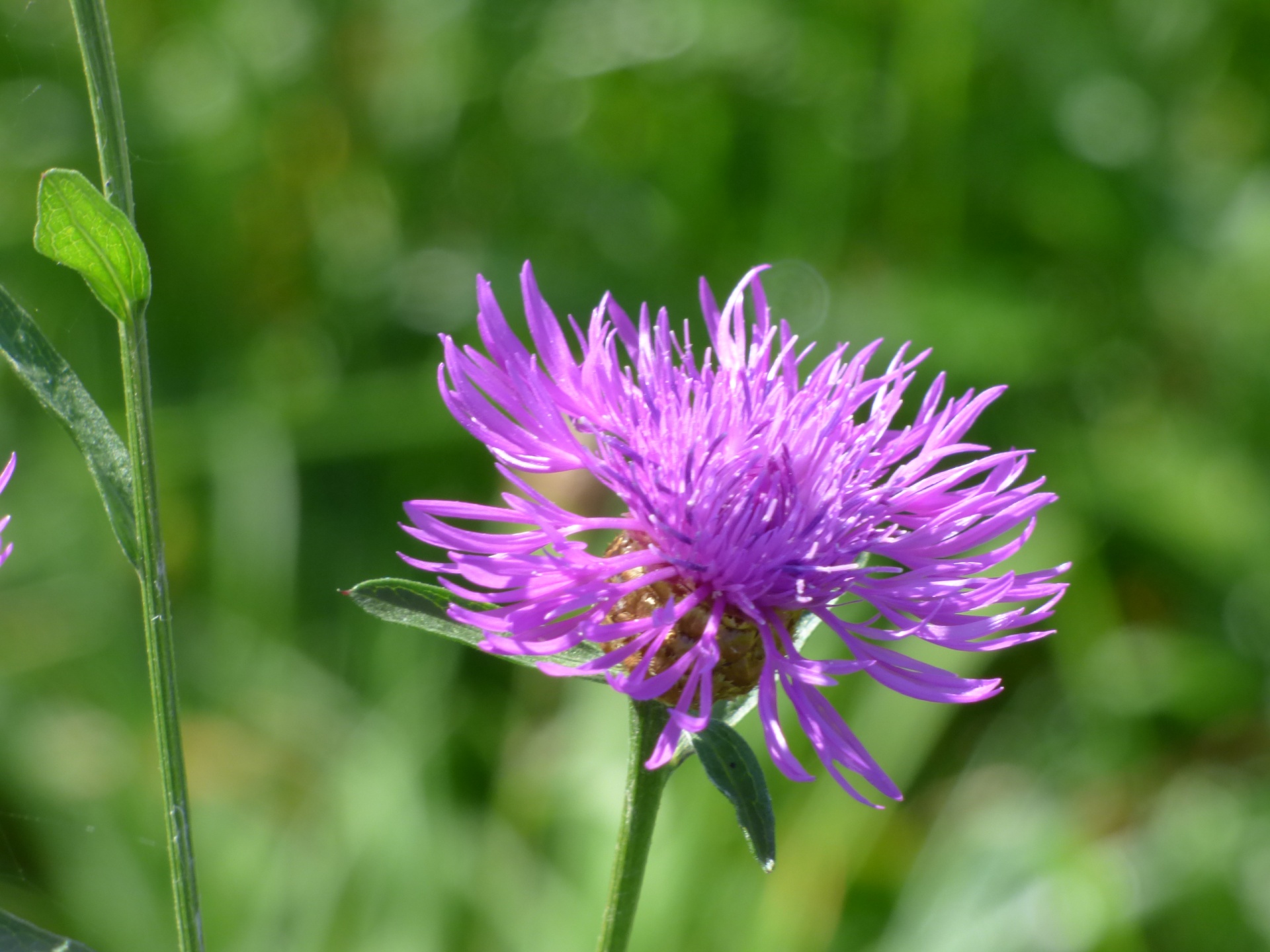 flower flowers plant free photo