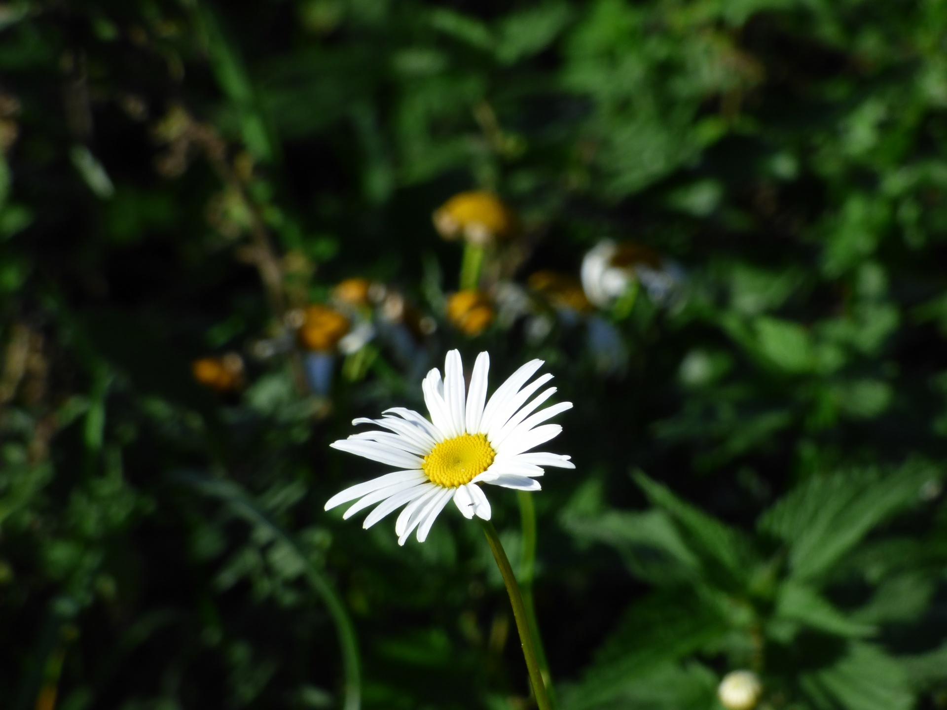 flower yellow plant free photo