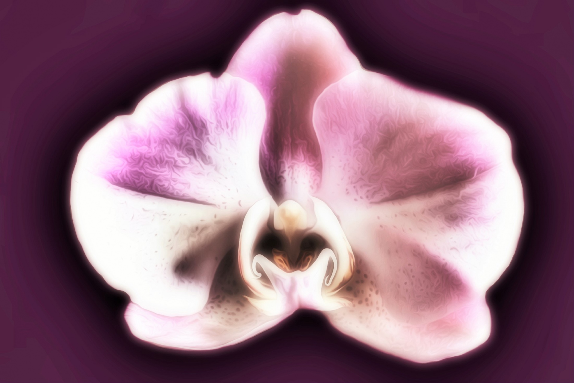 orchid flower purple free photo