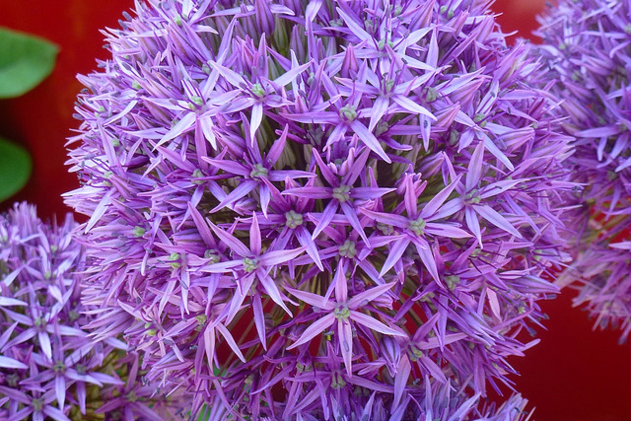 blume lila purple free photo