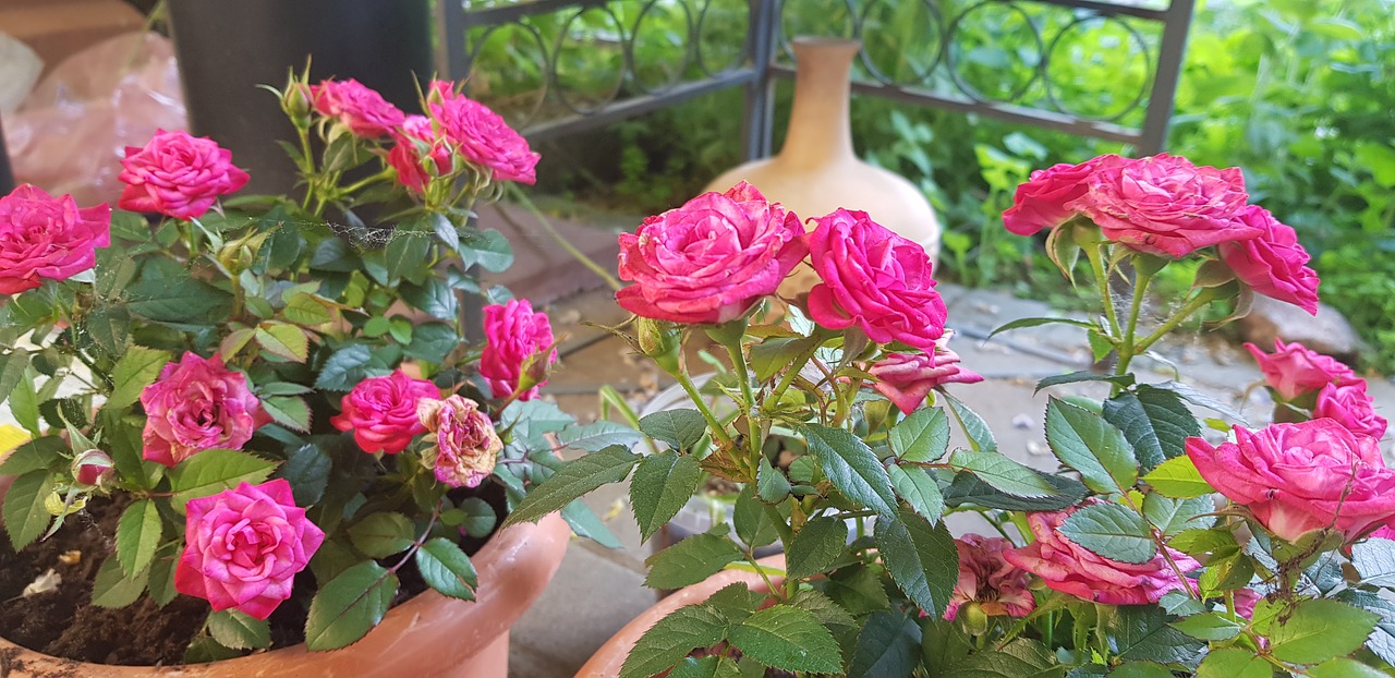 blume  rose  pflanze free photo