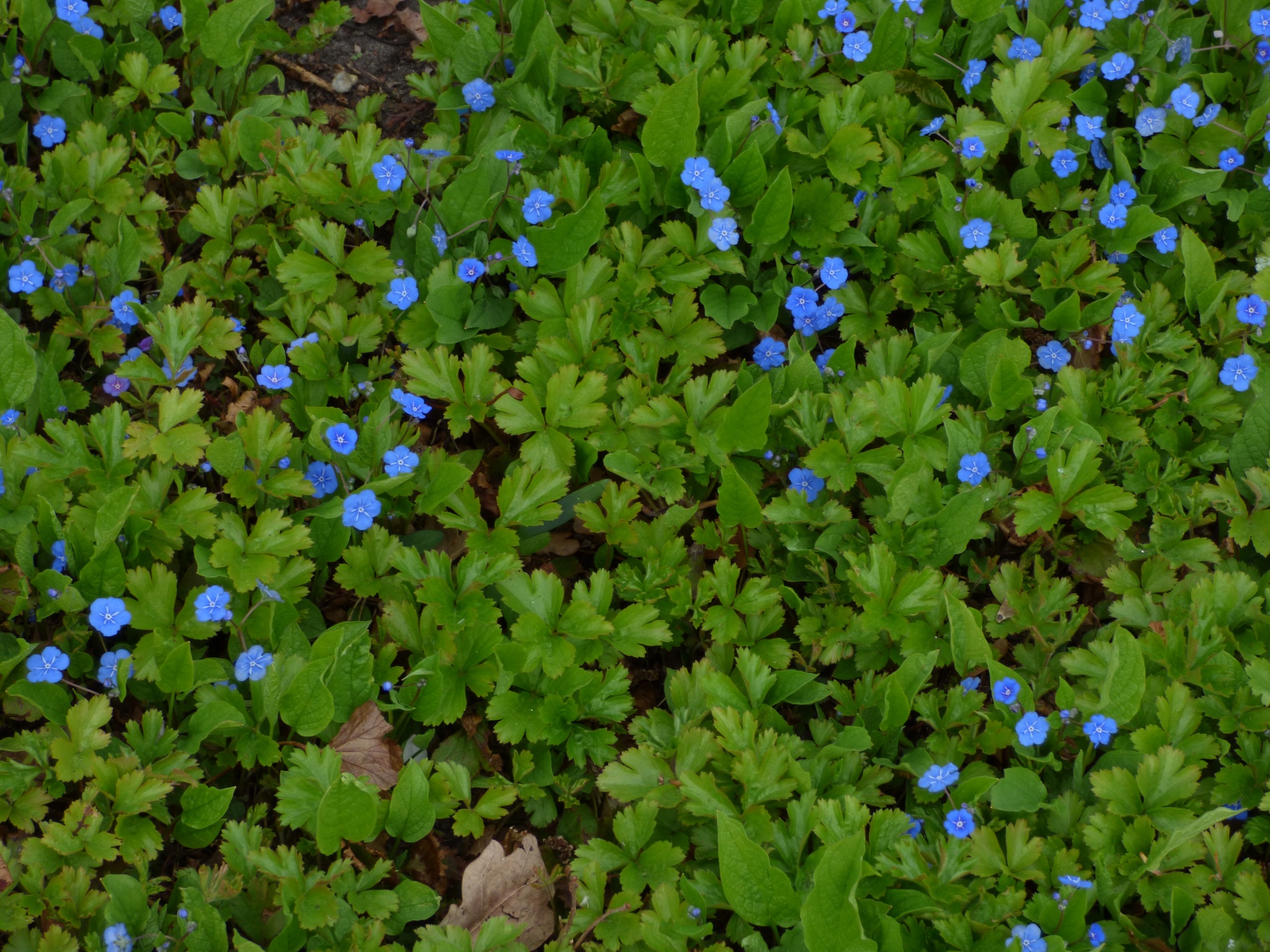 flowers blue fine free photo