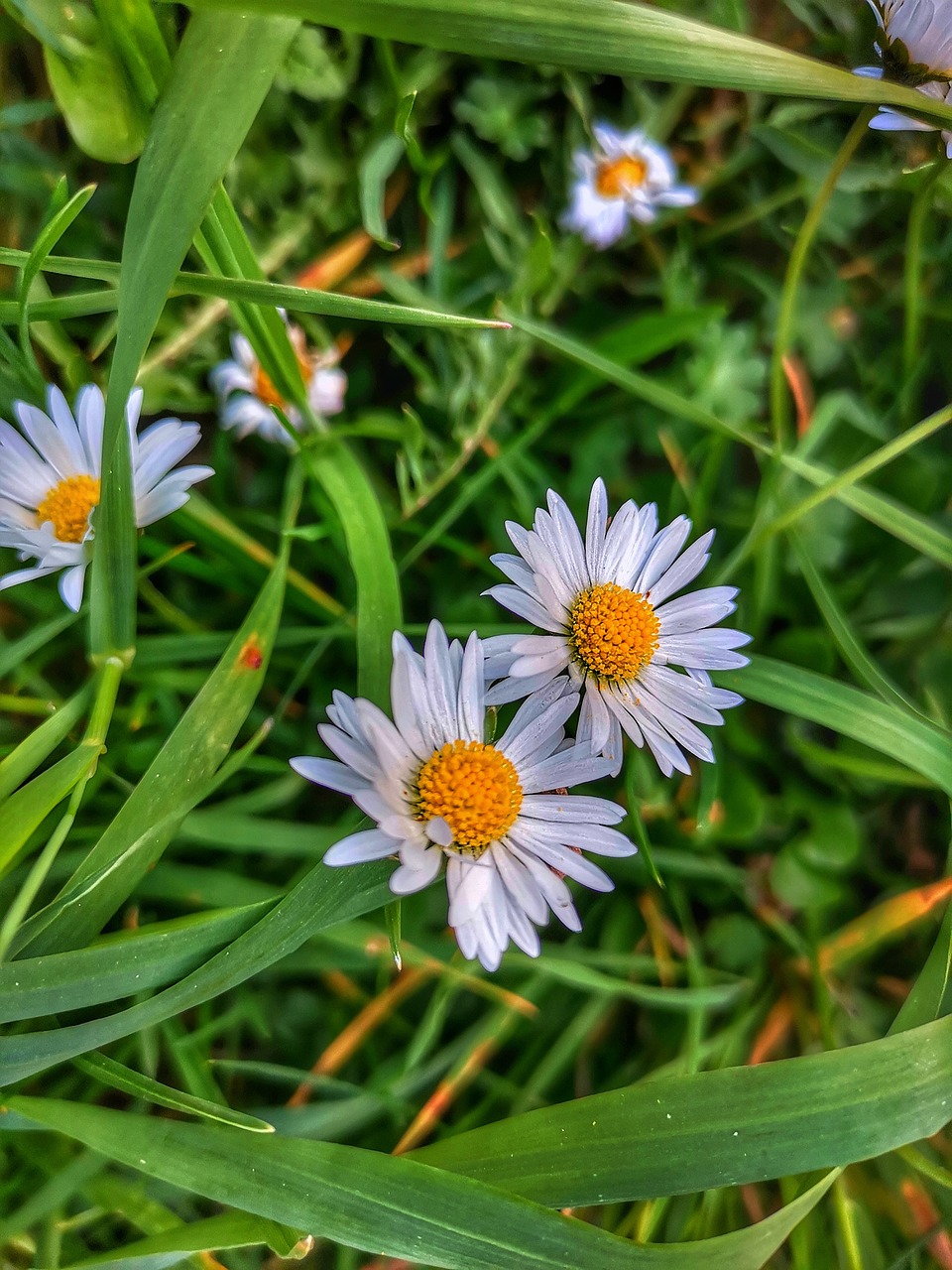 blumen  flowers  grenn free photo