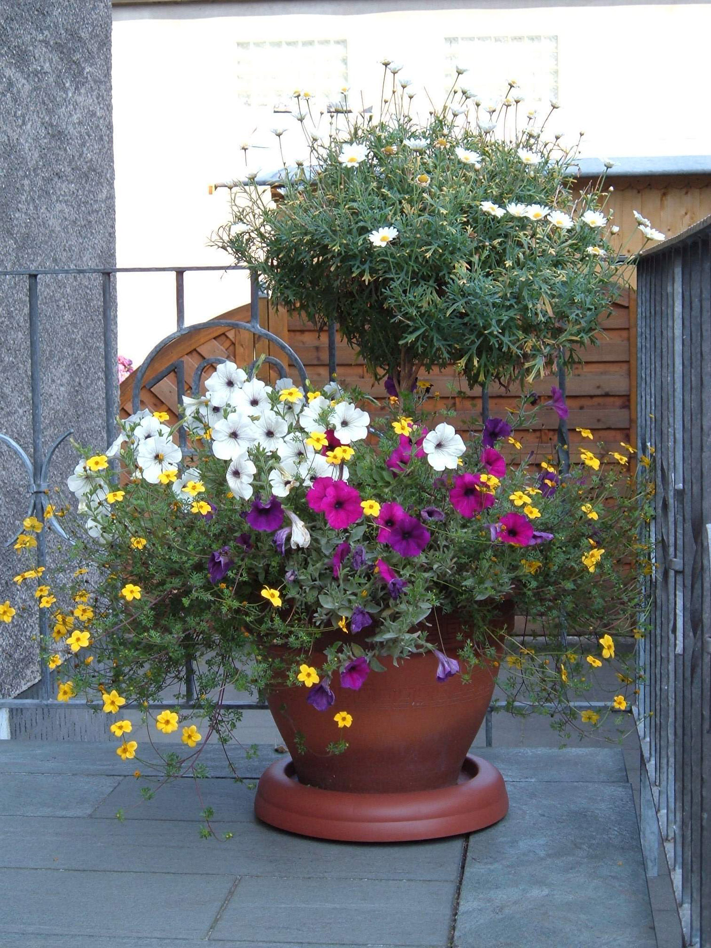 flower flower pot flowerpot free photo