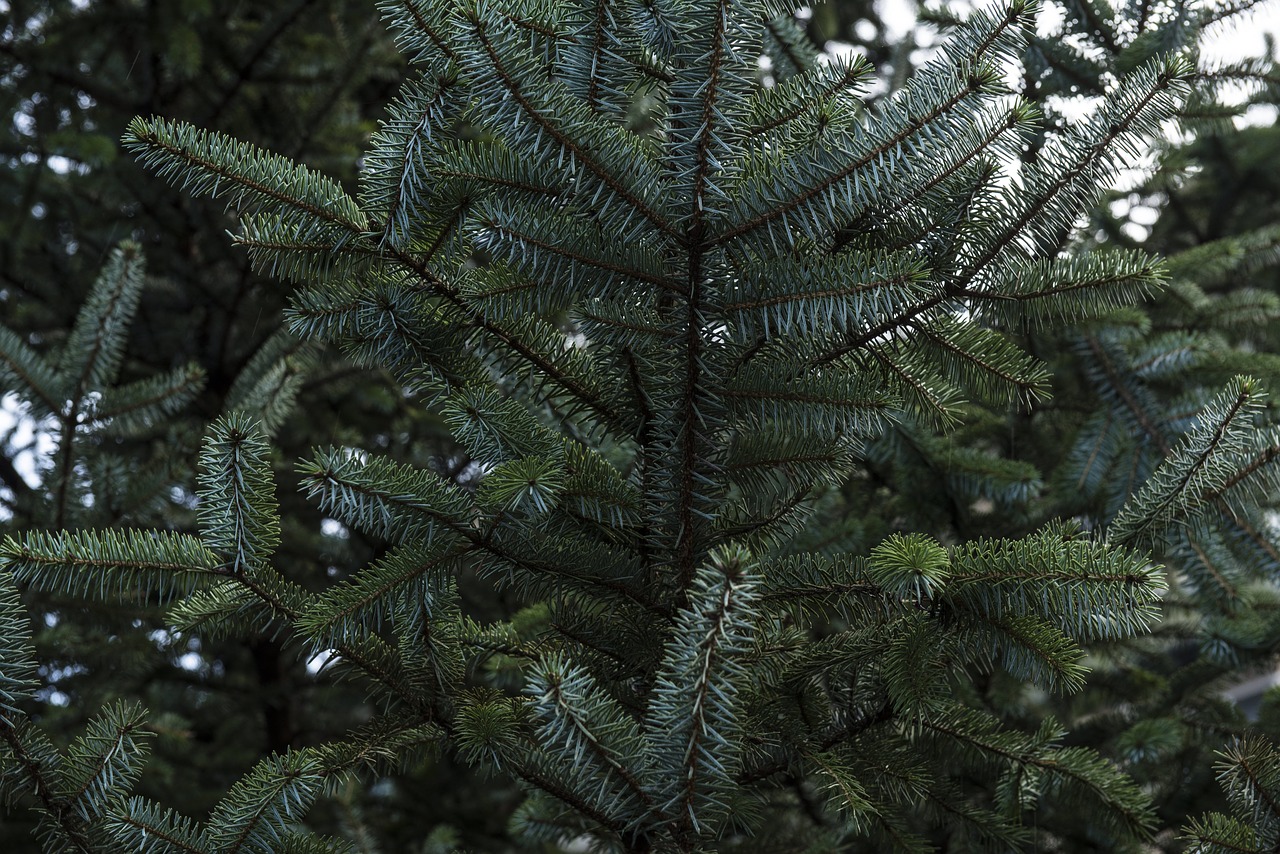 blur branch close-up free photo