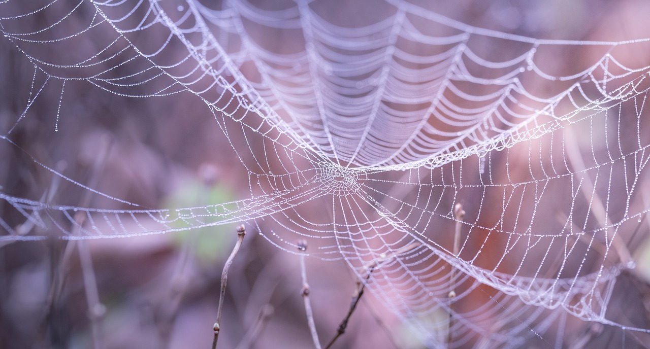 blur close-up cobweb free photo