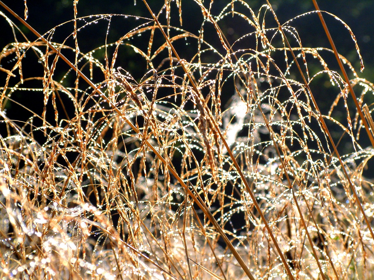 blur dew grass free photo