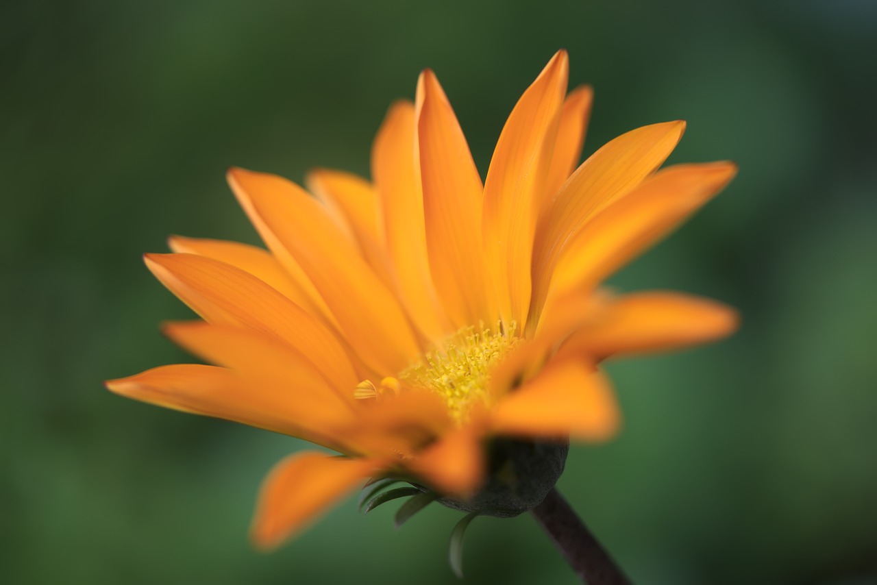 blur flower gazania flowers free photo