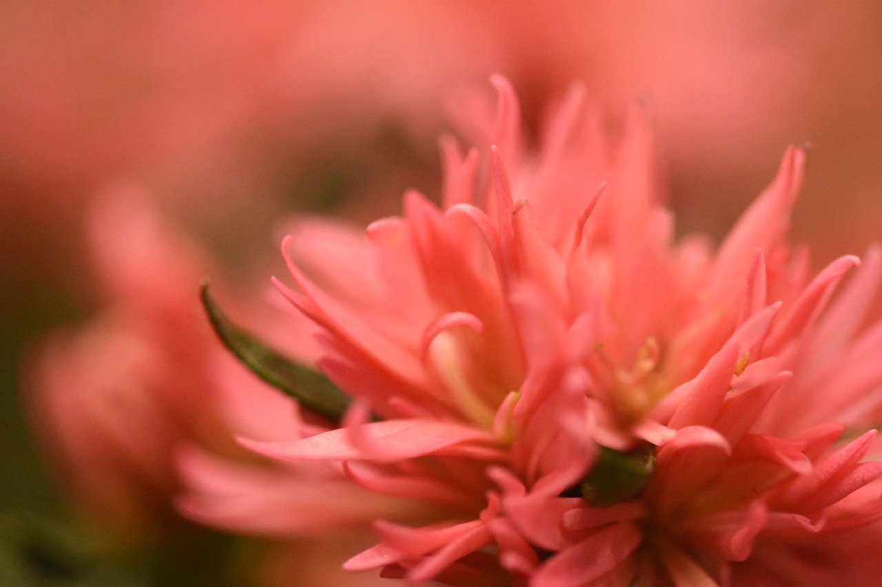 blur flower pink free photo