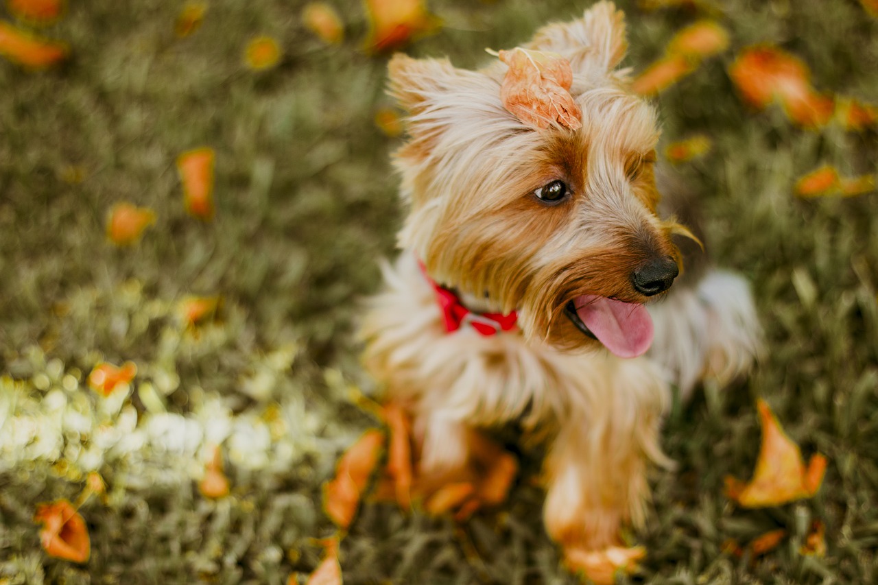 blur bokeh playground free photo