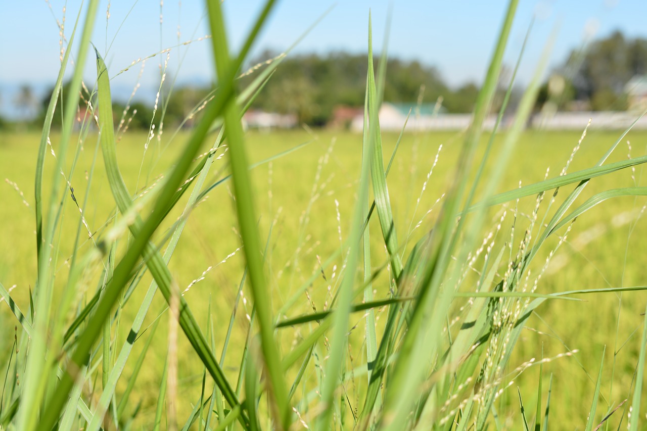 blur grass home rice fields free photo