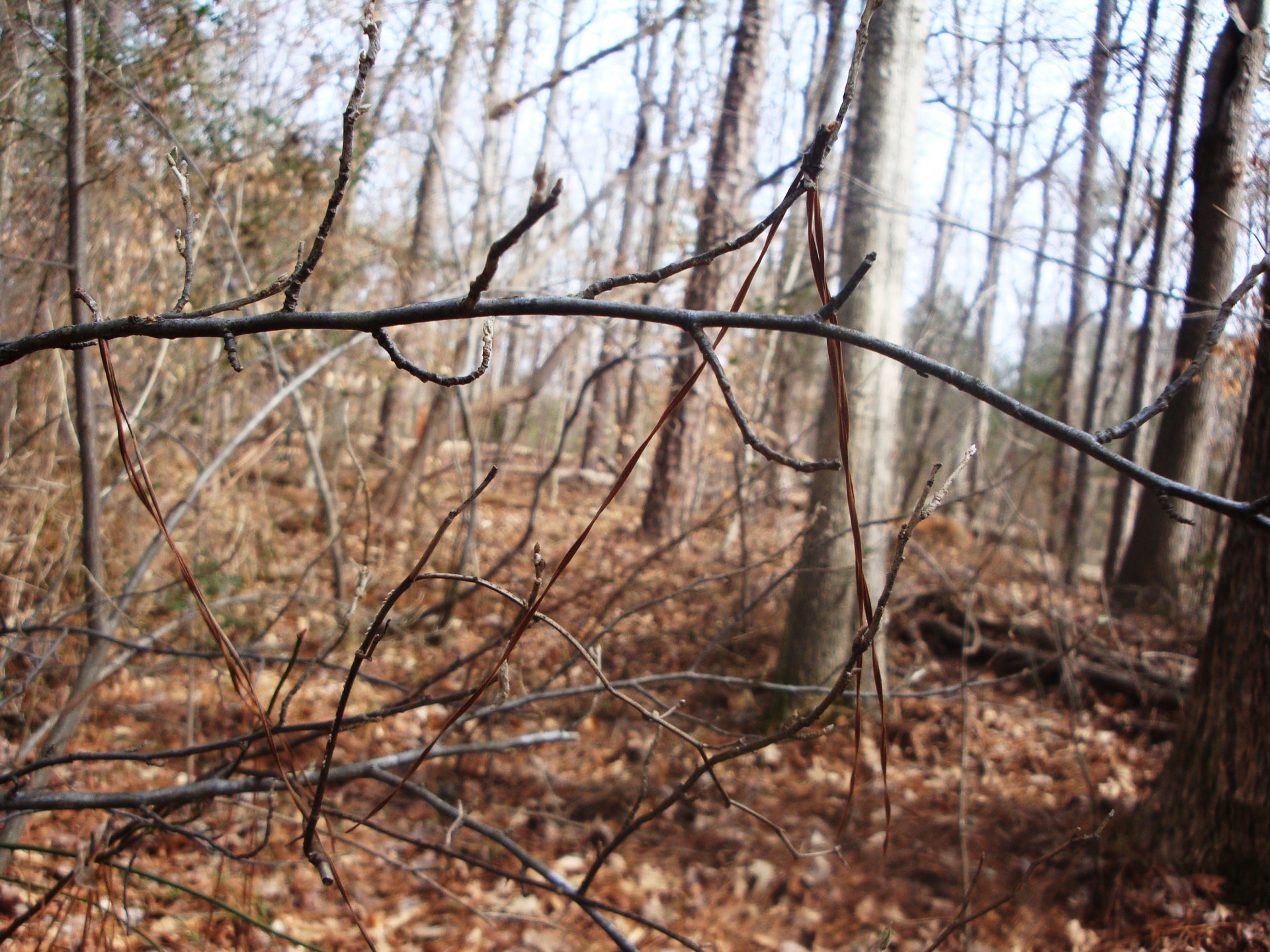 nature trees forest free photo