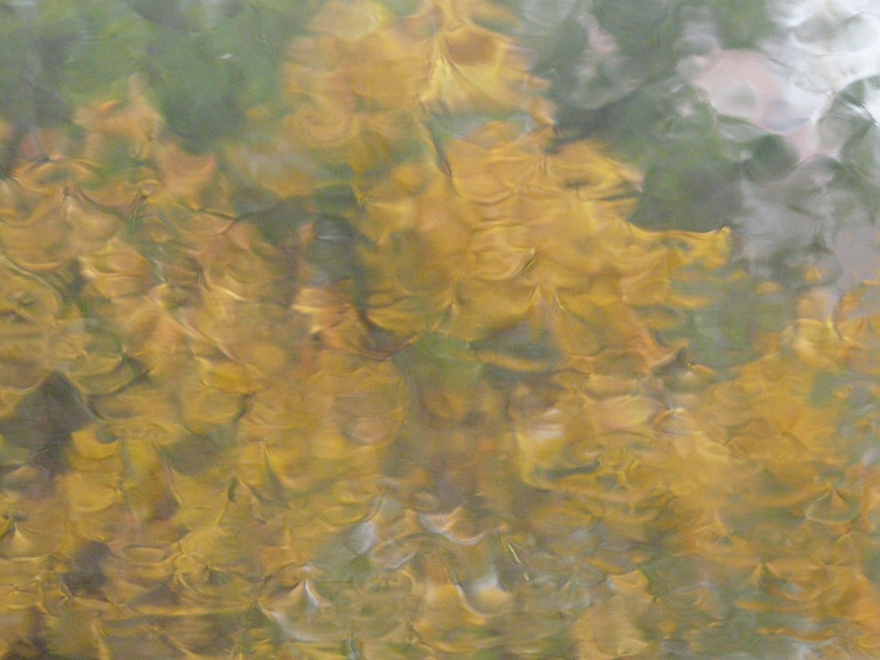 blurry rain disc free photo