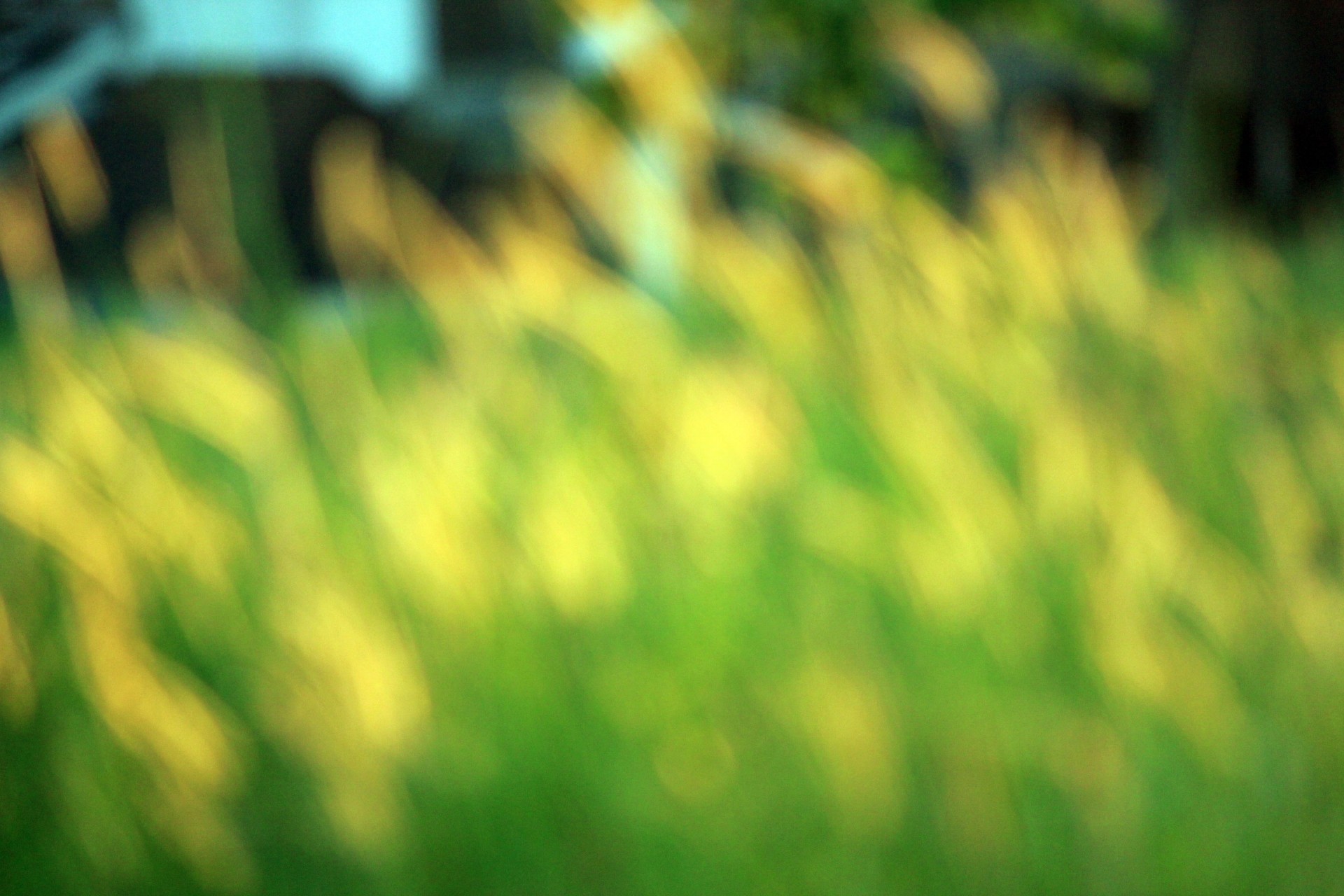 Blurry grass background,blurry,grass,background,yellow - free image from  