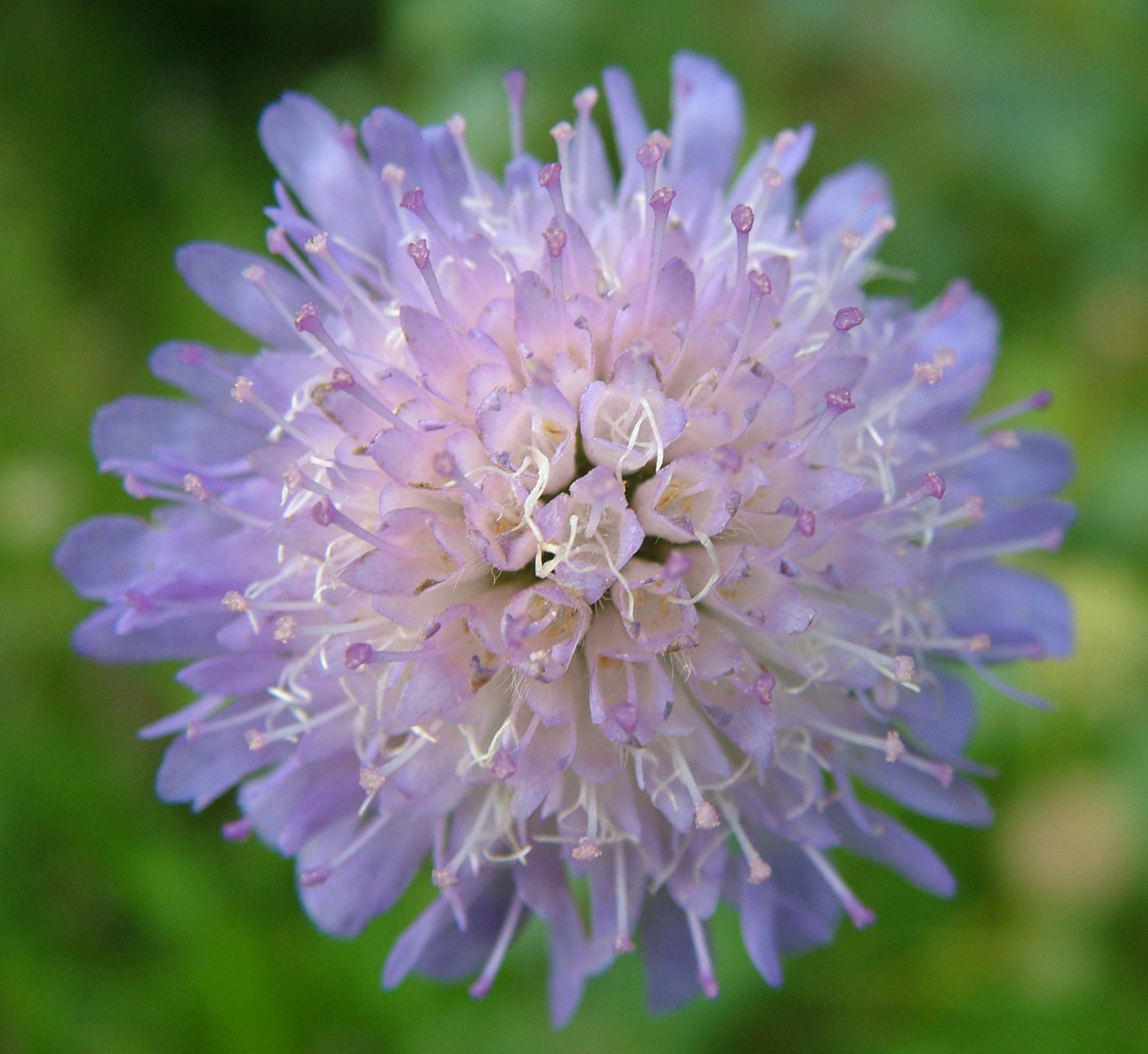 flower beautiful symmetrical free photo