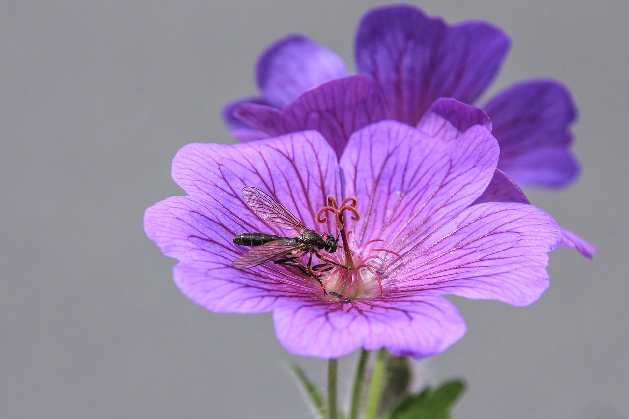 blütenduo with insect flower purple free photo