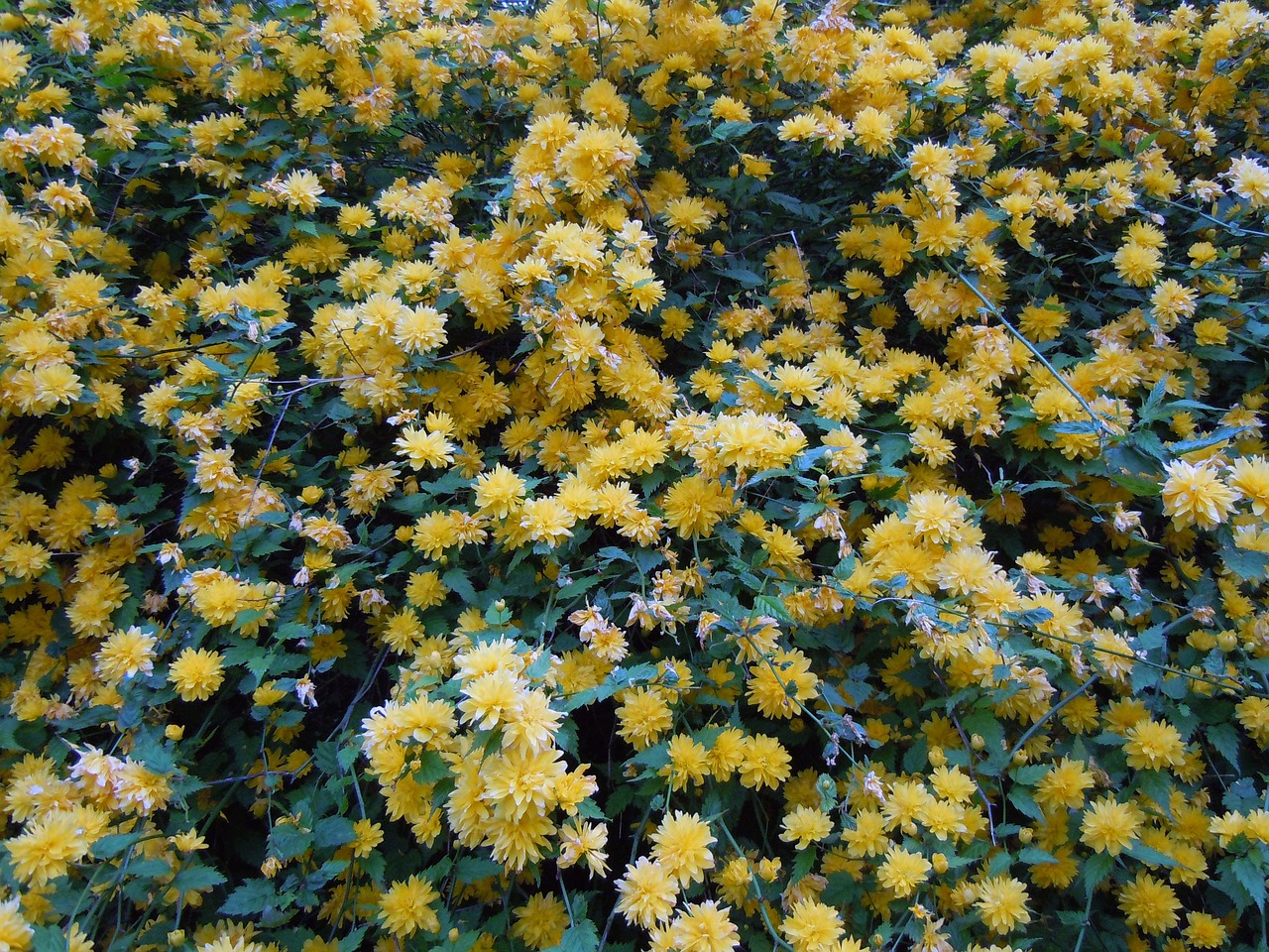 blütenmeer ranunkel shrub yellow free photo