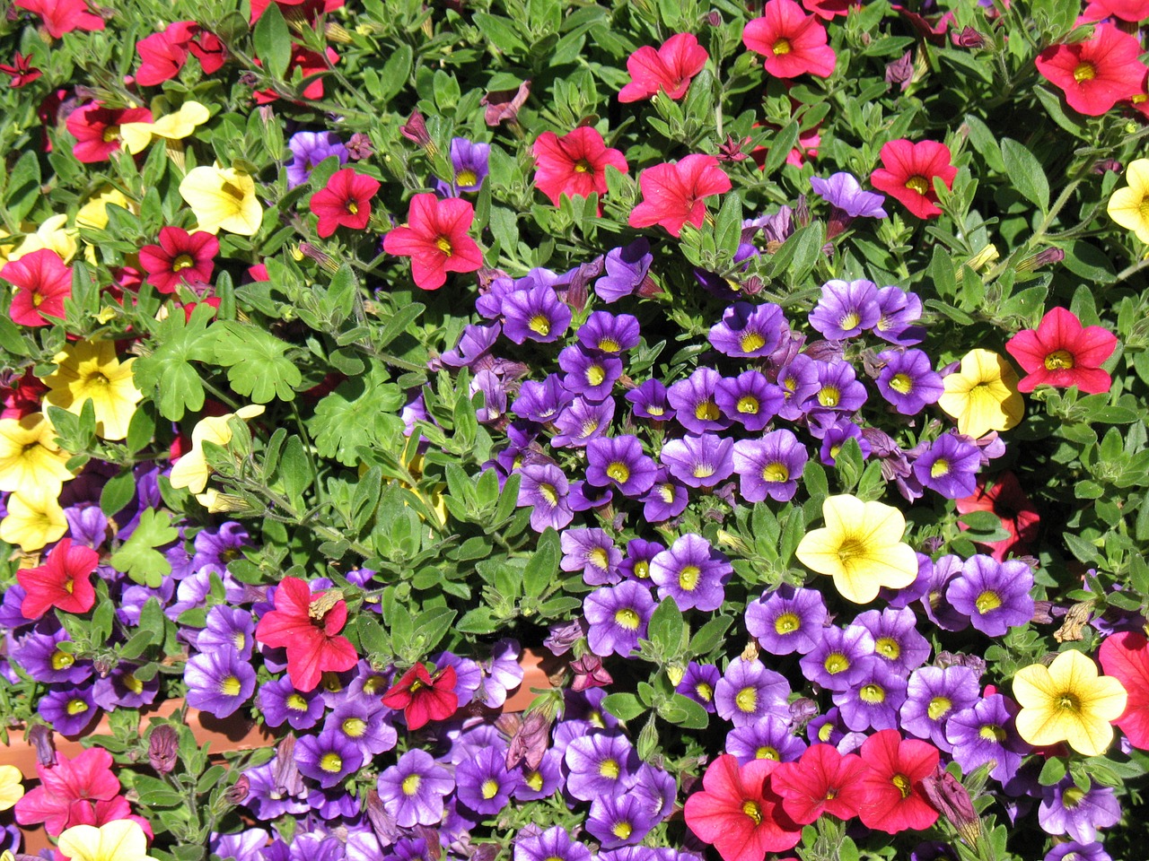 blütenmeer flowers flower bed free photo