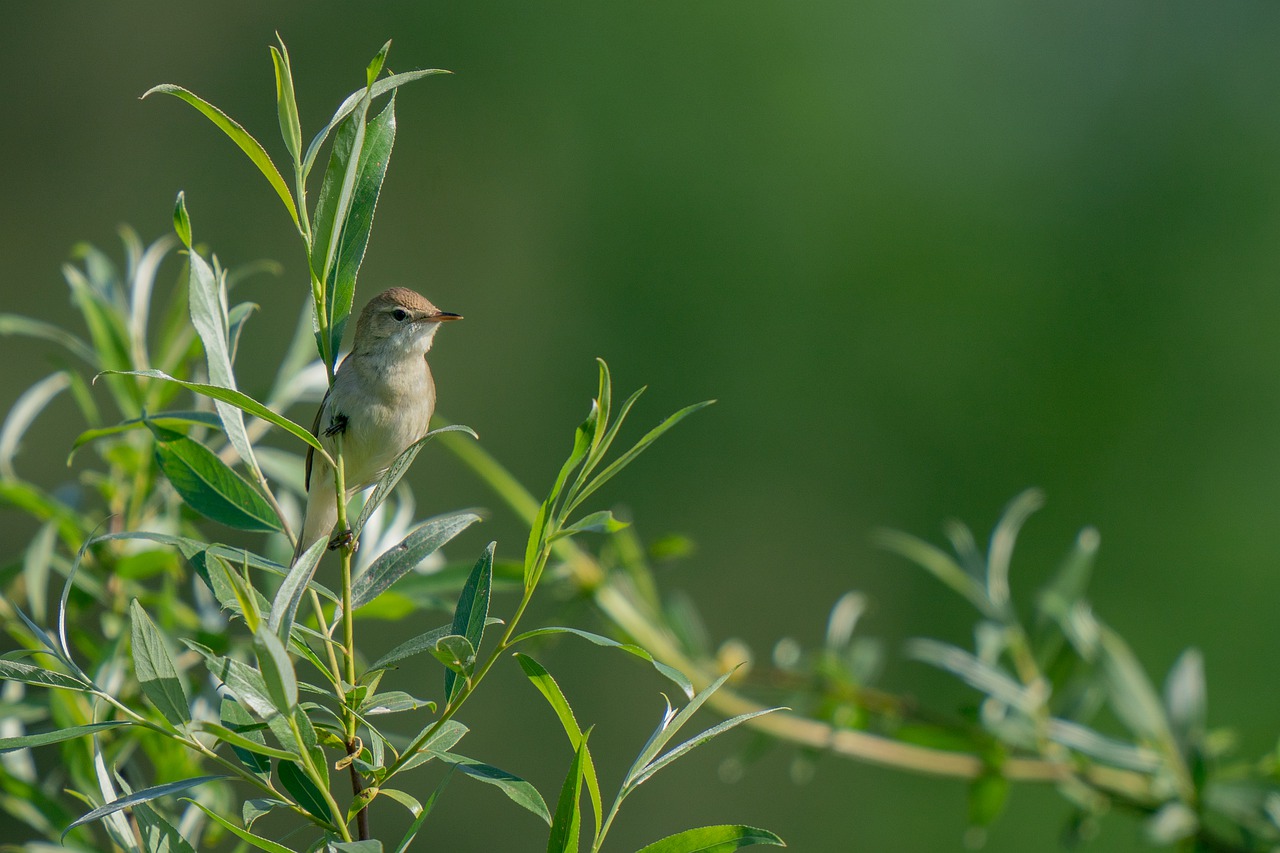 blyth's reed warbler  acrocephalus dumetorum  bird free photo