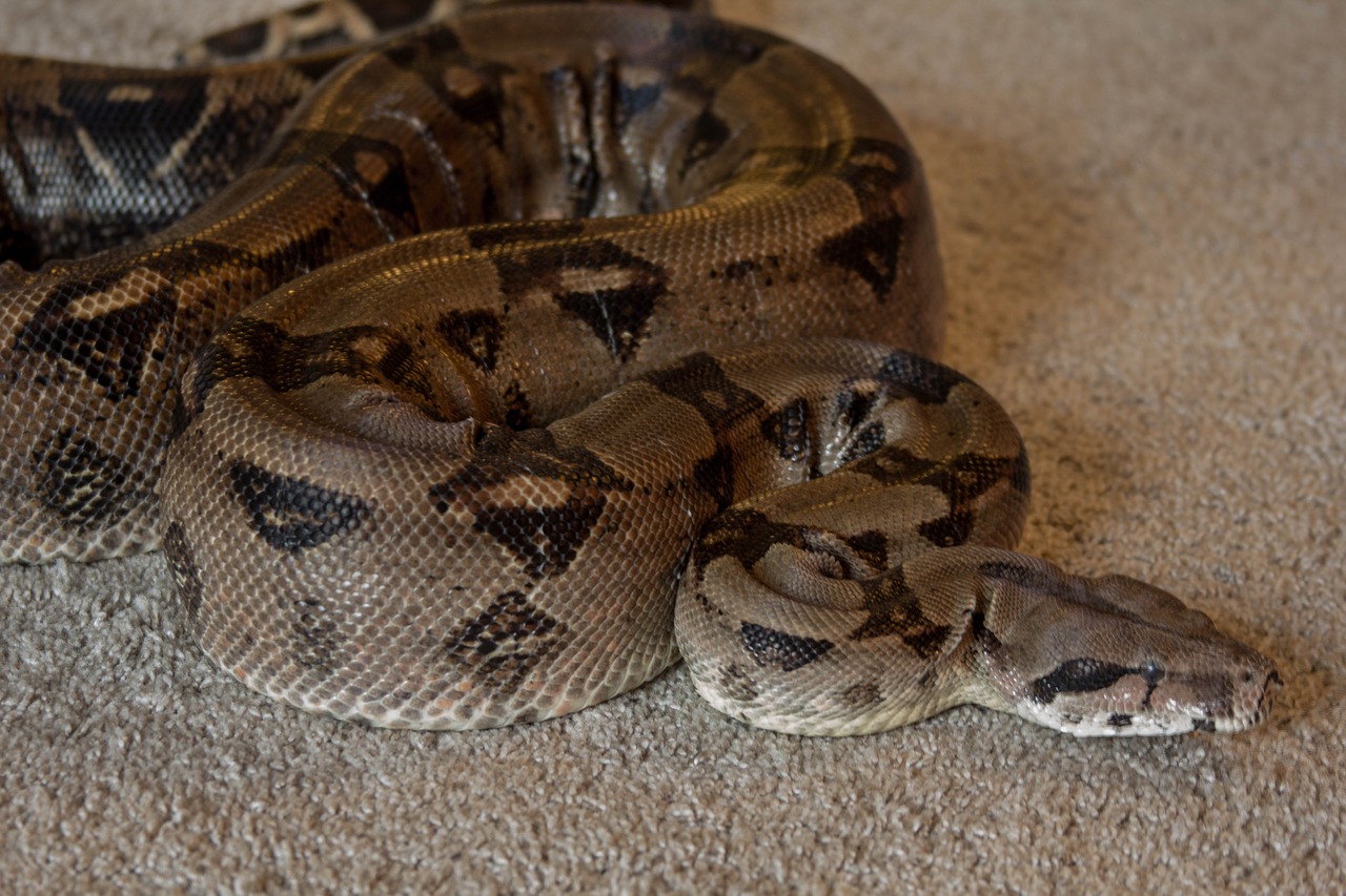 boa snake pet free photo