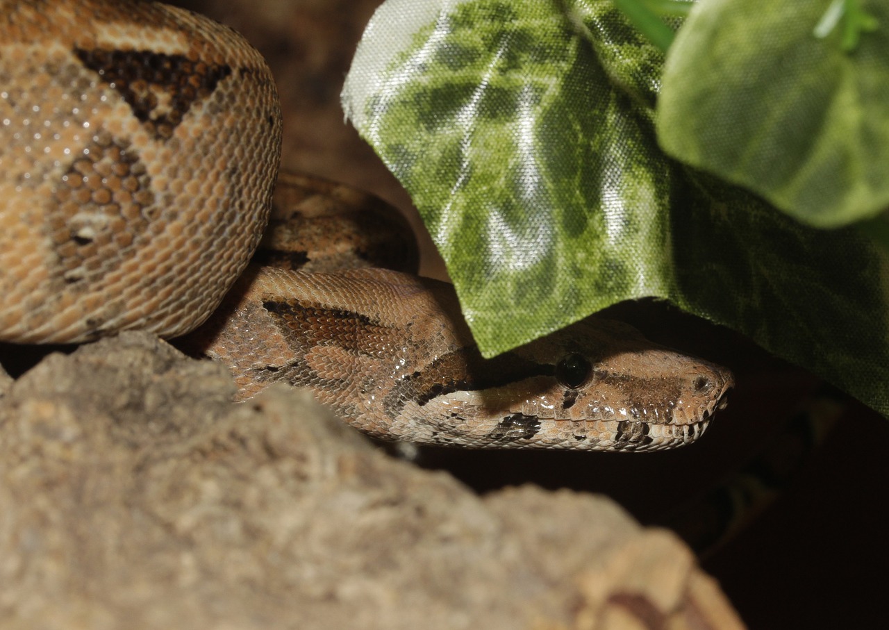 boa snake boa constrictor imperator free photo