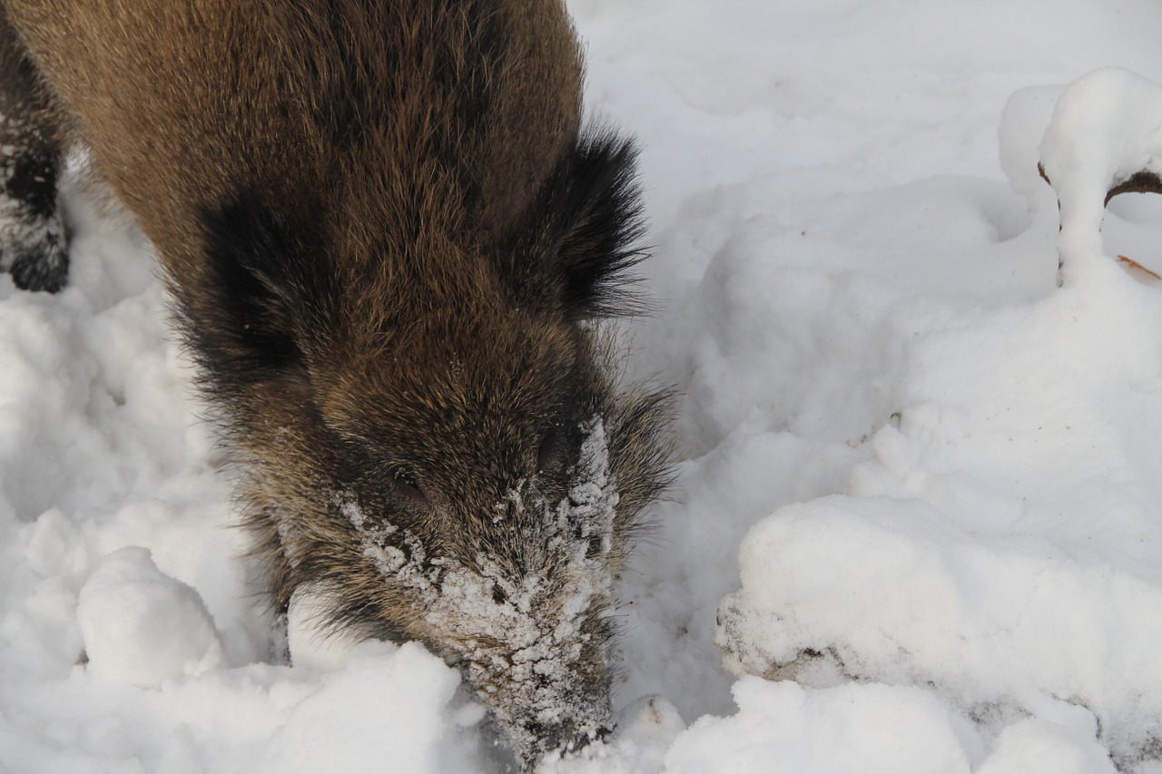 boar winter snow free photo