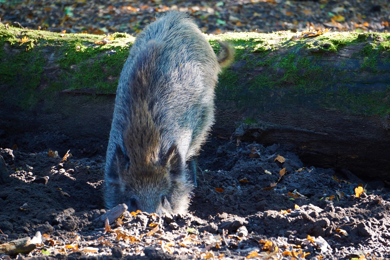 boar wild boar forest free photo