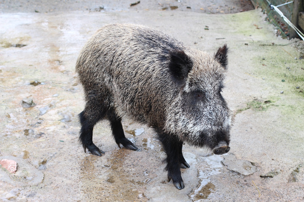 boar animal wild pig free photo