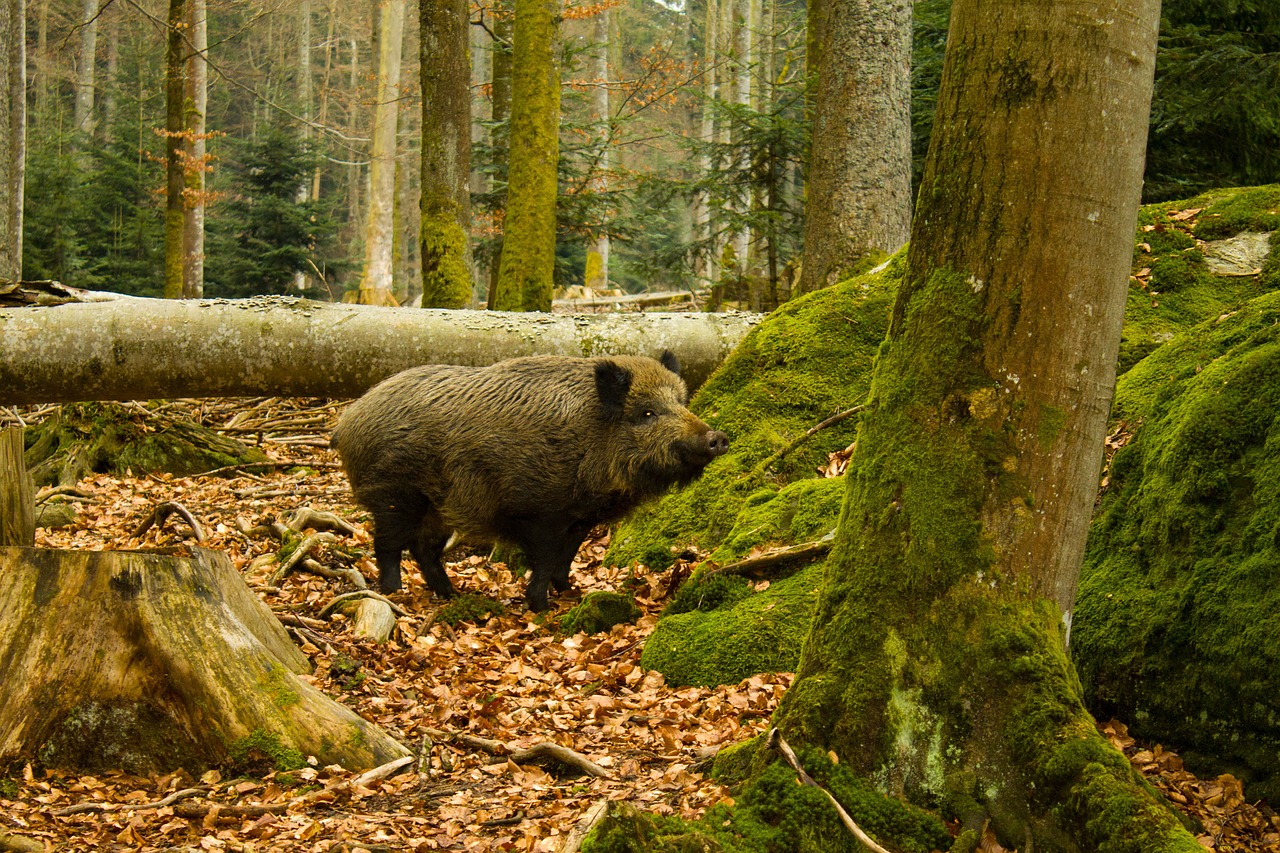 boar national park bayrischerwald nature free photo