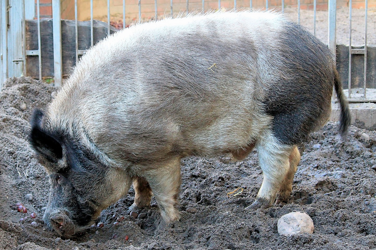 boar pig wild free photo