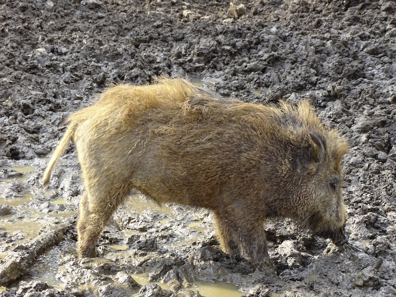 boar piglet young animal free photo