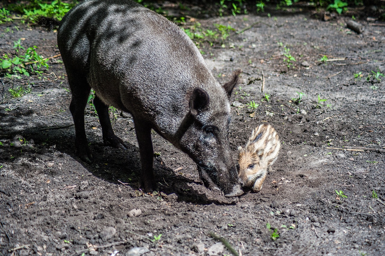 boar young bache free photo