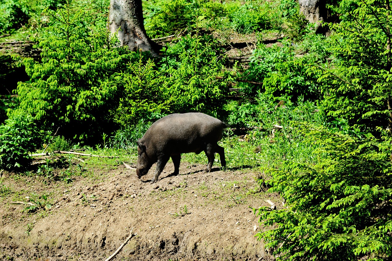 boar pig sow free photo