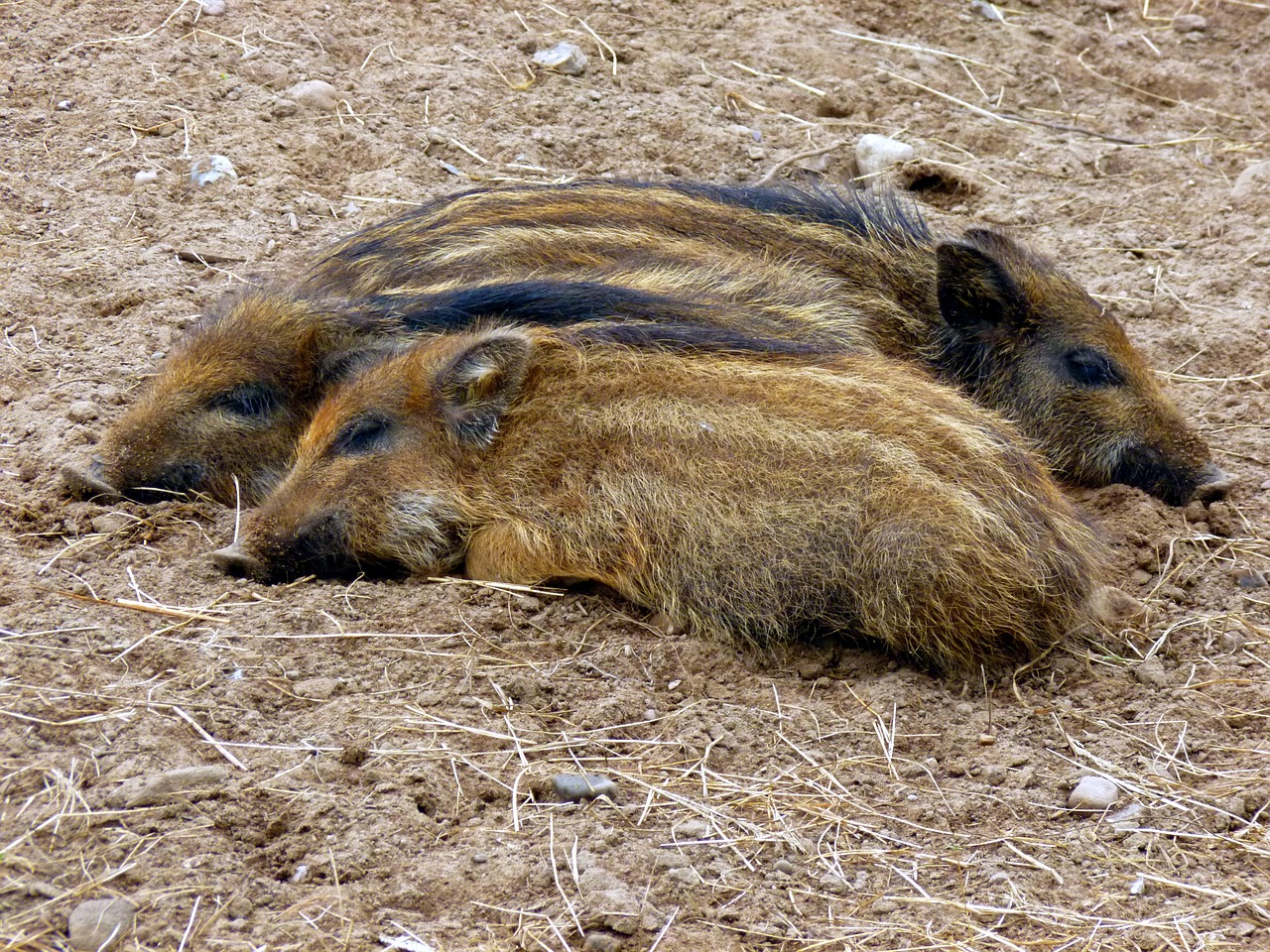 boar little pig three free photo
