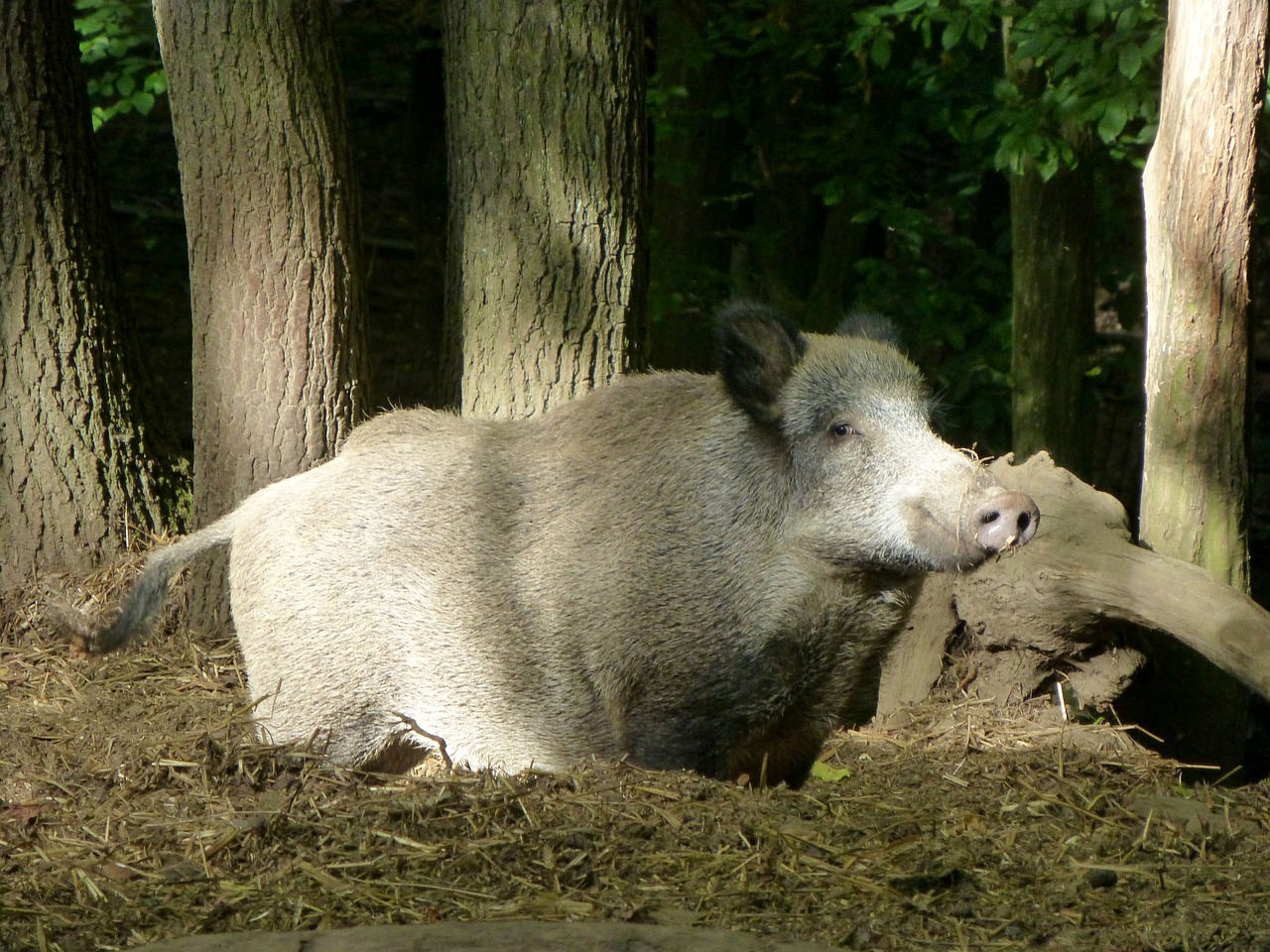 boar sow animal free photo