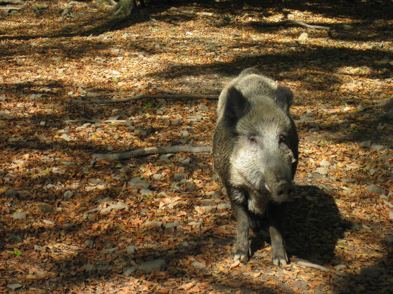 boar autumn sun free photo