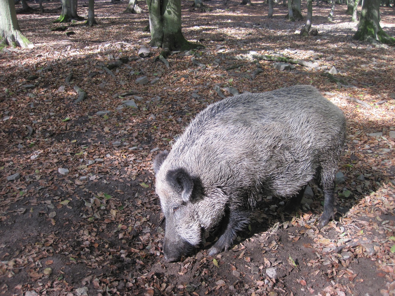 boar nature forest free photo