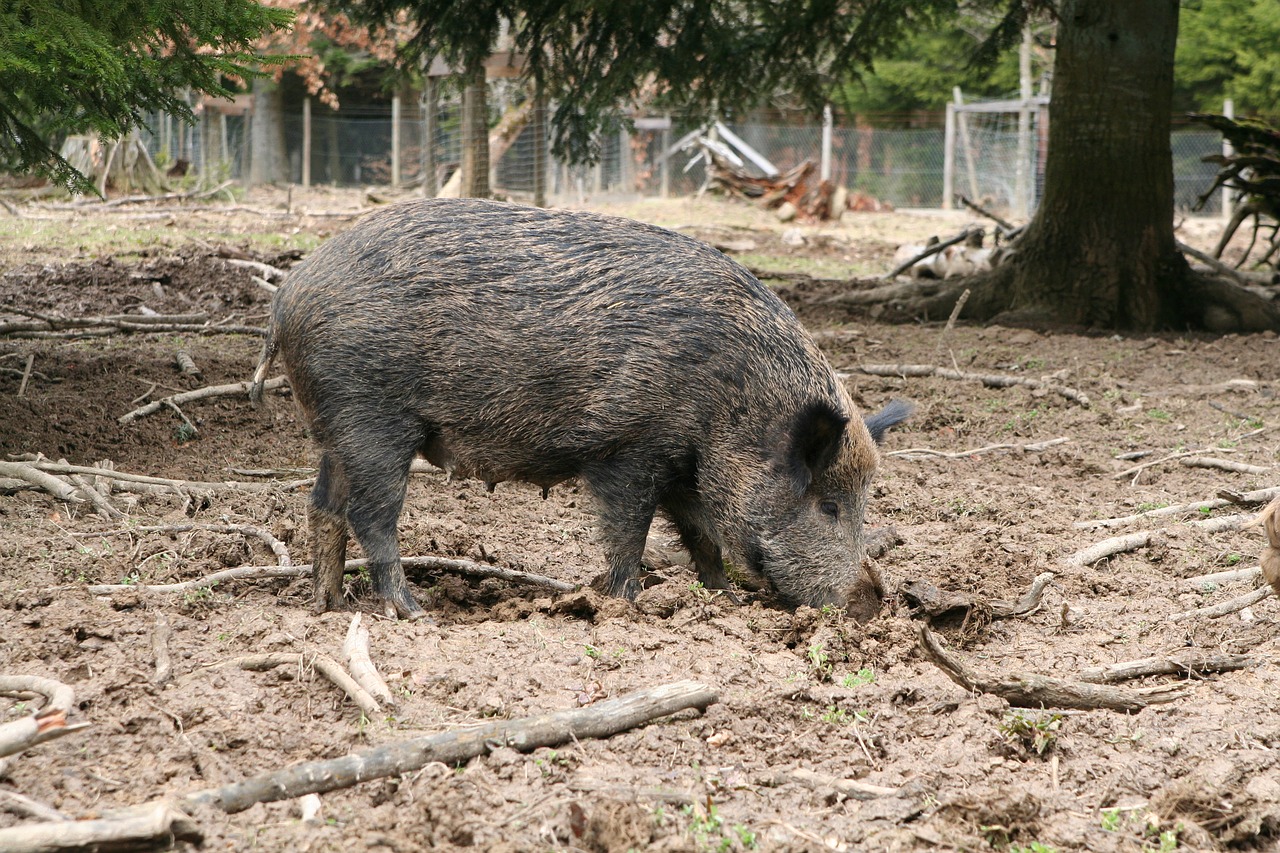 boar sow animal free photo