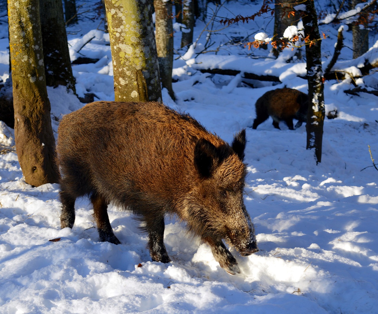 boar pig sow free photo