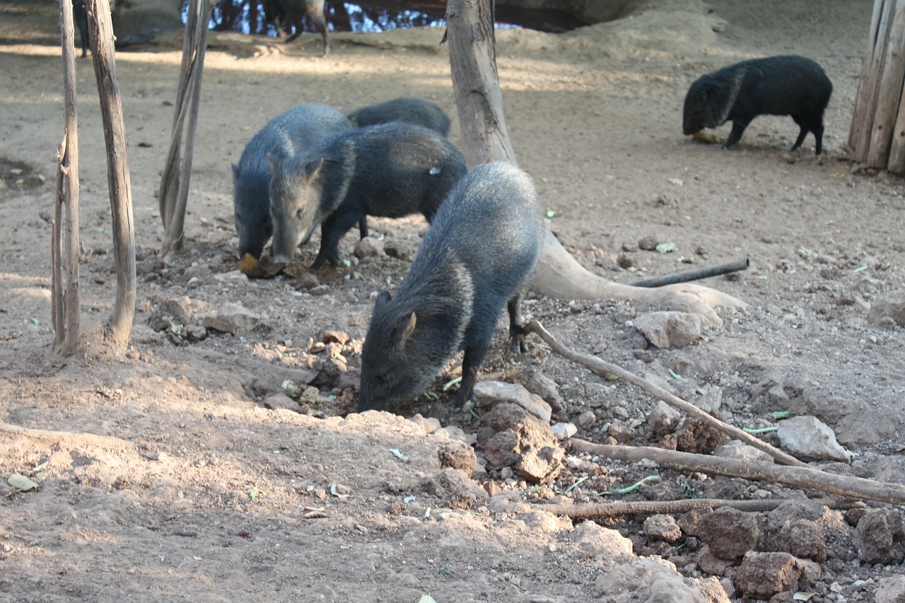 boar animal hog free photo