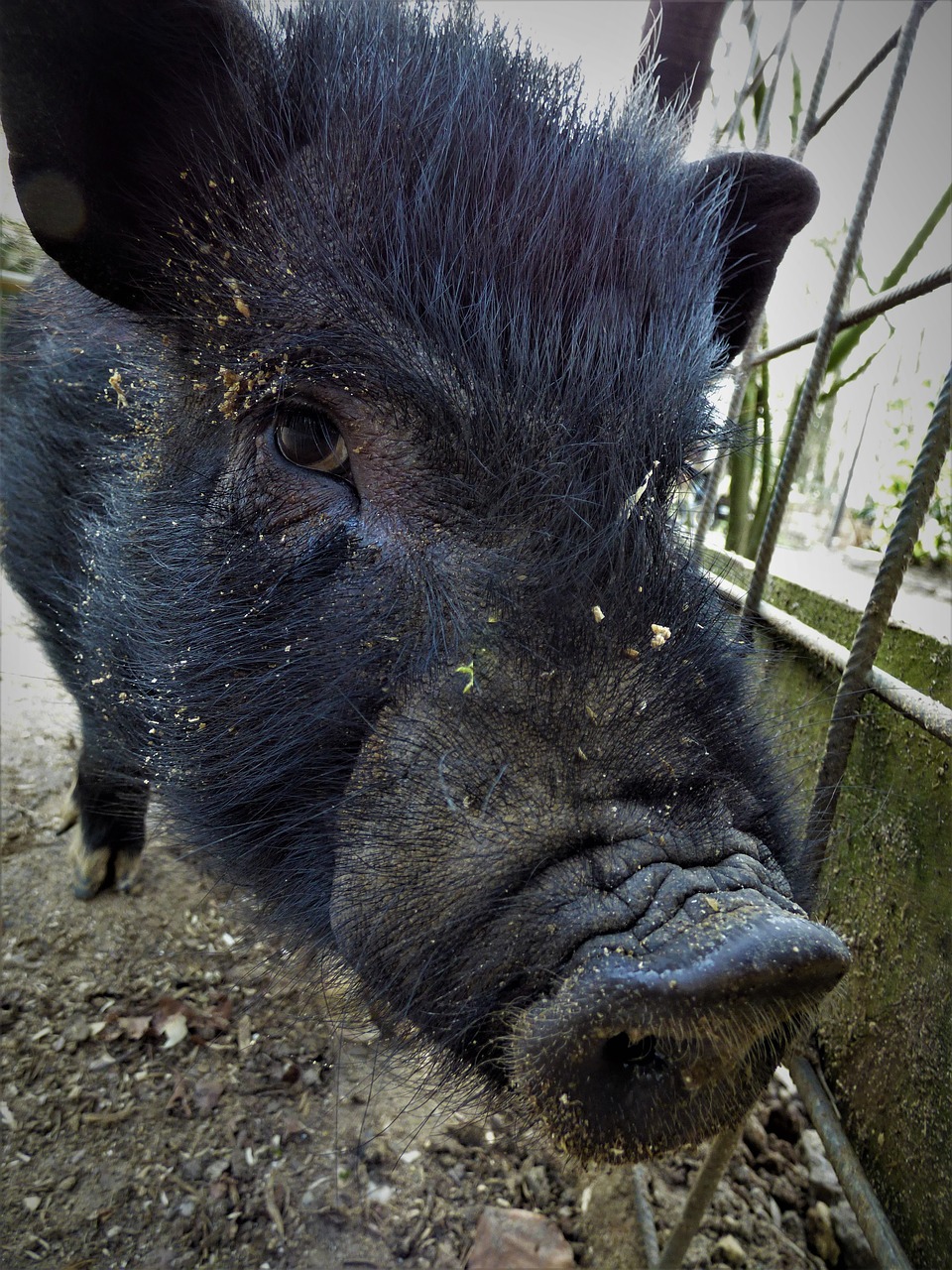 boar launchy animal portrait free photo