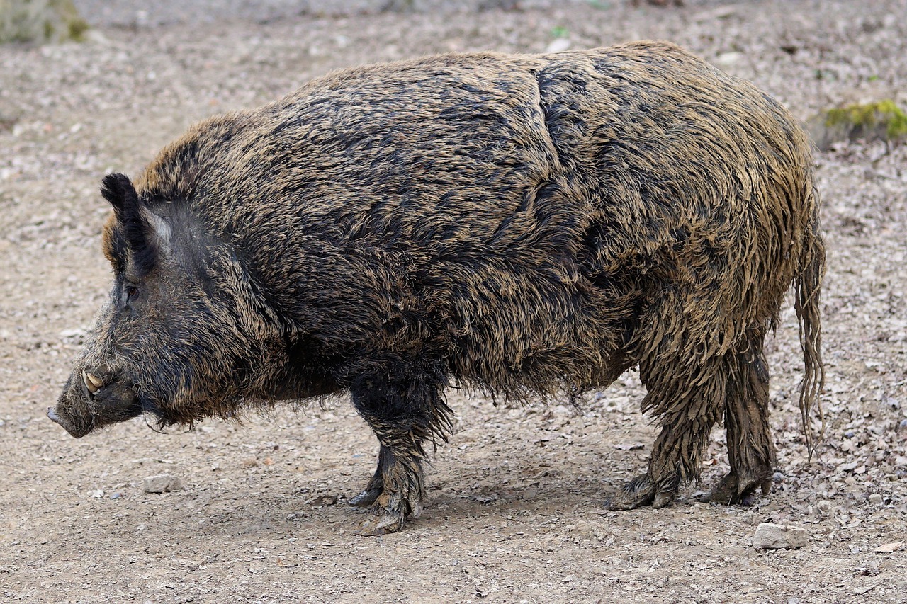 boar pig sow free photo