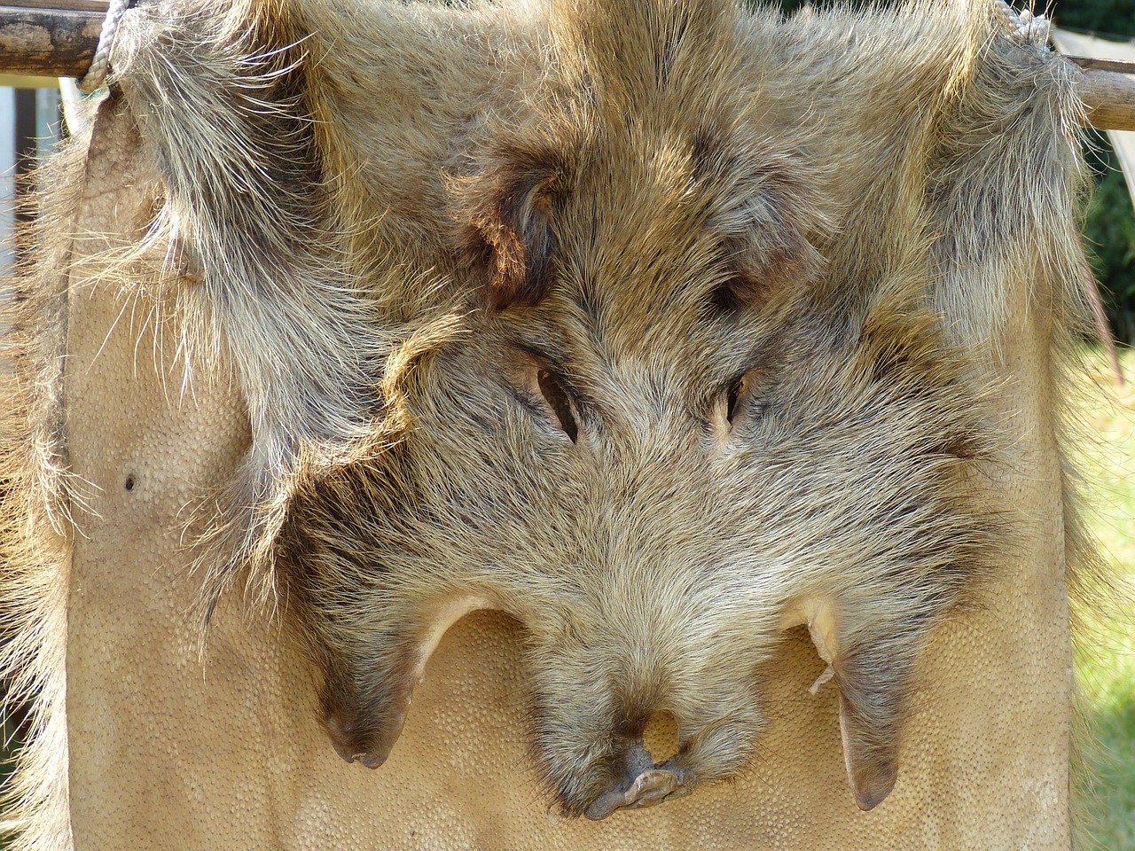 boar fur hunting free photo
