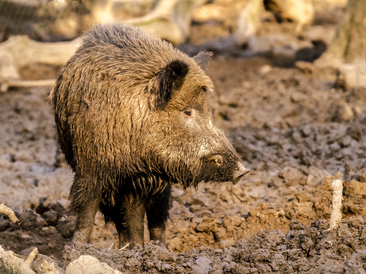 boar mammal animal free photo