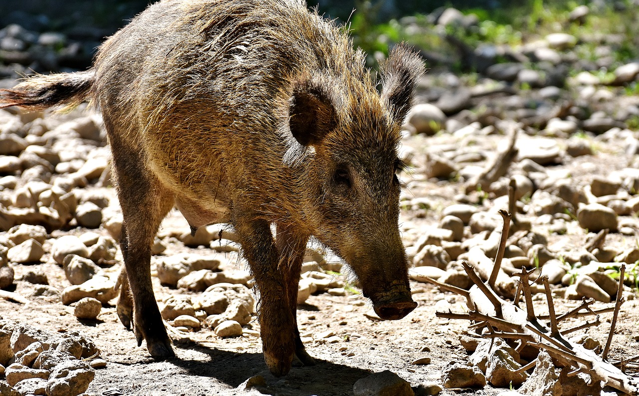 boar animal wild animal free photo