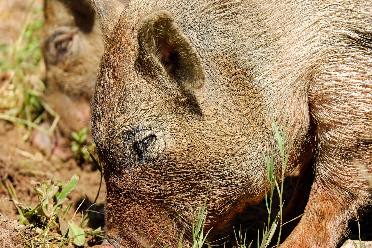 boar pig sow free photo