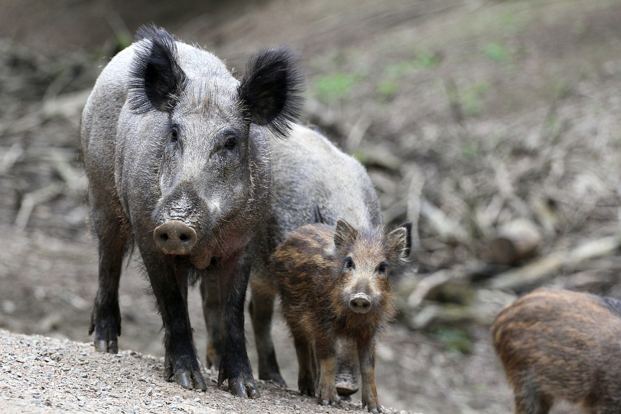 boar family bache free photo