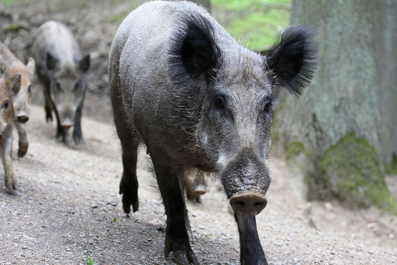 Download free photo of Boar,family,bache,nature,head drawing - from  